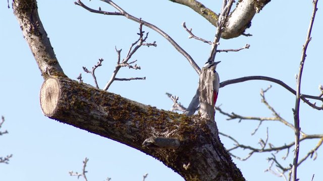 Specht im Baum