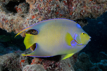 Angelfish