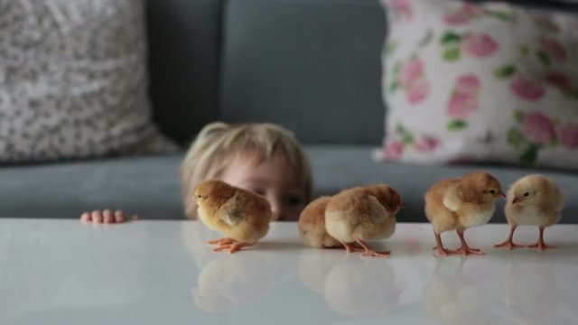 Cute sweet little blond child, toddler boy, playing with little chicks at home, baby chicks in child hands