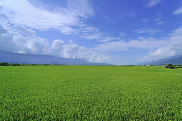 Chishang rice field Taiwan
