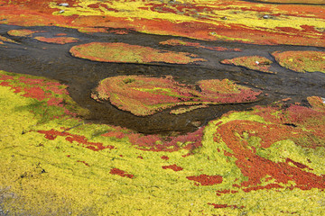 red and green duckweed Taiwan