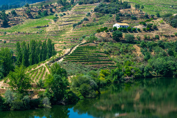 Fototapeta na wymiar A vineyard in portugal