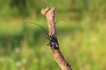large beetle with long antennae