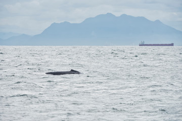 Humpback whale photographed in Vitoria, Espirito Santo. Picture made in 2018.