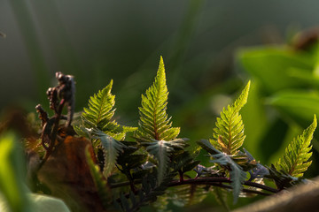 close up of fern leaves