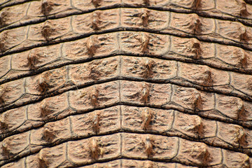 Close-up on Crocodile scales pattern