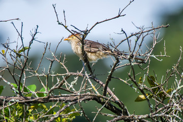Guira Cuckoo photographed in Burarama, in Espirito Santo. Picture made in 2018.