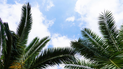 Fototapeta na wymiar bright green palm trees on a background of blue sky 