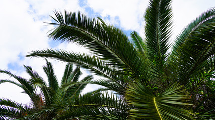 Fototapeta na wymiar bright green palm trees on a background of blue sky 