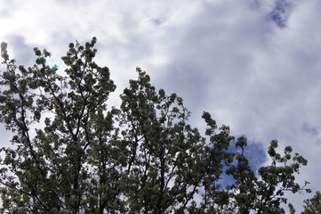 White Flower Tree with Clouds and Blue Sky