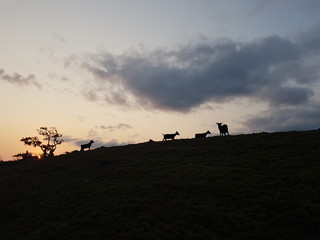 Fototapeta na wymiar Goats on a Rock Hill Silhouette