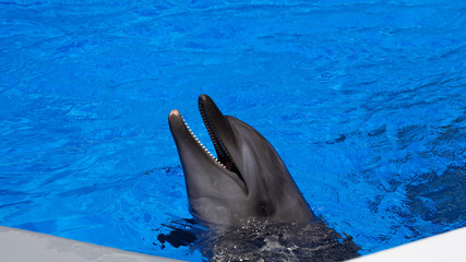 Several dolphins in a blue pool plying with black ball. bright dolphins on a background of blue water.