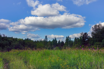 Obraz na płótnie Canvas Forest meadow field landscape. Summer forest meadow view. Forest meadow scene.