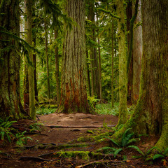 MacMillan Provincial Park. The park is home to a famous, 157 hectare stand of ancient Douglas-fir, known as Cathedral Grove.