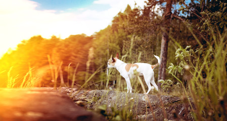 Obraz premium Art photo with chihuahua dog in nature and sun glare.