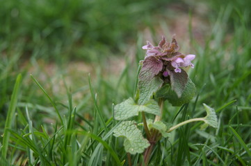 Purple Flowers with Grass