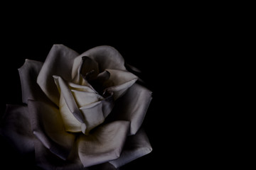 rosa en blanco y negro en sombras con fondo negro