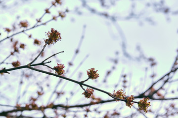 almost tree on a branch