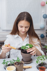 Child cultivates the land around the plant. School environmental education. Earth day concept. Dive flower sprouts into individual pots. Tomato seedlings picking. Sprout transplant. 