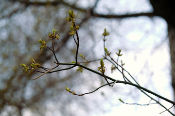 almost tree on a branch