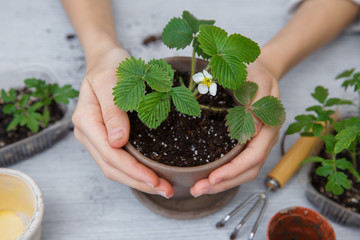 Healthy organic food concept. Close up of hands female hold seedling tomato In peat pot with ground. Seedling green plant of tomato. Springtime.