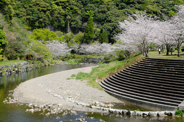 岩屋公園を流れる川と桜の木