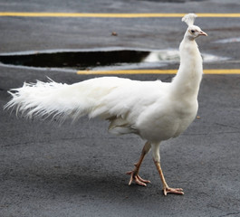 White Peacock