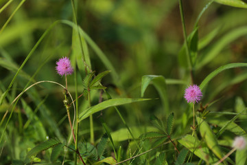 Mimosa pudica, conhecida popularmente por dormideira, sensitiva, dorme-dorme ou não-me-toques é um pequeno arbusto perene da América tropical, pertencente à família das ervilhas. 