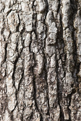 カエデの木の樹皮	