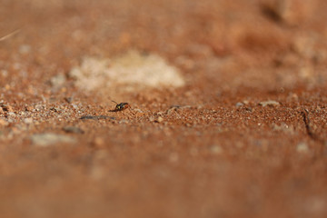 pequeno inseto no chão de barro