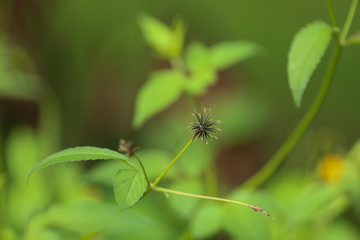 espinhos de uma planta