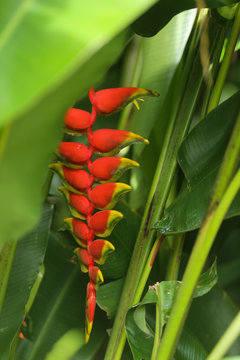 Heliconia rostrata, popularmente conhecida como bananeira-do-brejo ou papagaio, &eacute; uma planta tropical da fam&iacute;lia Heliconiaceae. O tipo de infloresc&ecirc;ncia desta planta &eacute; incomum relativamente &agrave;s outras 