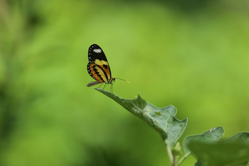 borboleta pousada na folha do pé de jiló