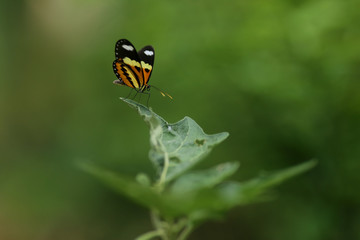 borboleta pousada na folha do pé de jiló