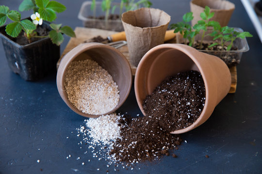 A mixture of ground, perlite and vermiculite. The concept growing vegetables indoor. Pot with soil for growing tomato. Substrate for seedlings. Organic farming, eco-farm.