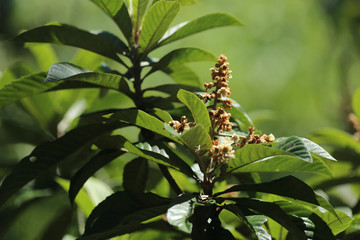 Obraz premium flores de ameixa