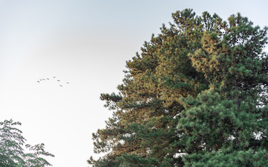 American pine (Pinus sp) with pine cones in flowering and the silhouette of birds flying on the horizon