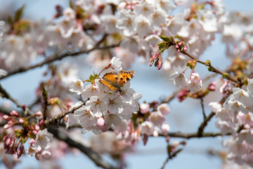 A picture of a California Tortoiseshell drinking nectar from some cherry blossoms.   Vancouver BC Canada
