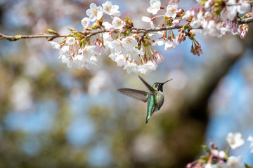 A picture of a Anna's hummingbird drinking nectar from some cherry blossoms.   Vancouver BC Canada
