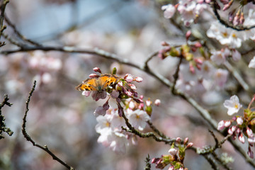 A picture of a California Tortoiseshell drinking nectar from some cherry blossoms.   Vancouver BC Canada
