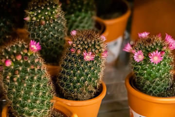 Beautiful succulents in pots. Blooming cactus closeup.