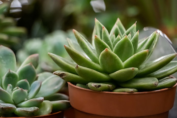 Beautiful succulents in pots. Blooming cactus closeup.