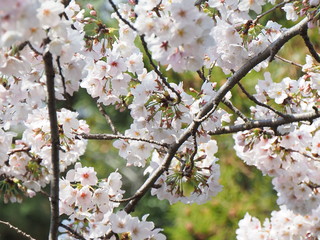 桜
