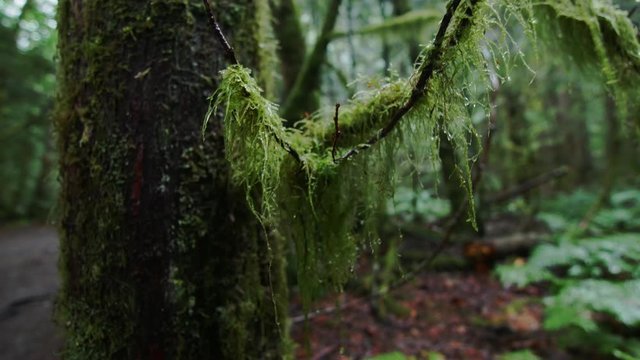 Vibrent green moss attached to a branch of a tree