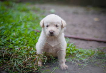 puppy on the grass