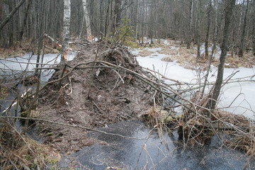 Eurasian beaver (Castor fiber) in natural habitat of wetland