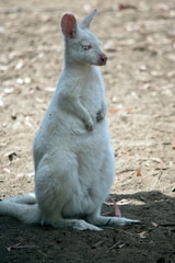 the albino wallaby is standing on its hind legs