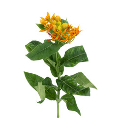 Branch of Asclepias flower isolated on the white