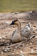 the Canadian goose is resting