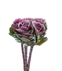 Beautiful fresh Brassica flower isolated 